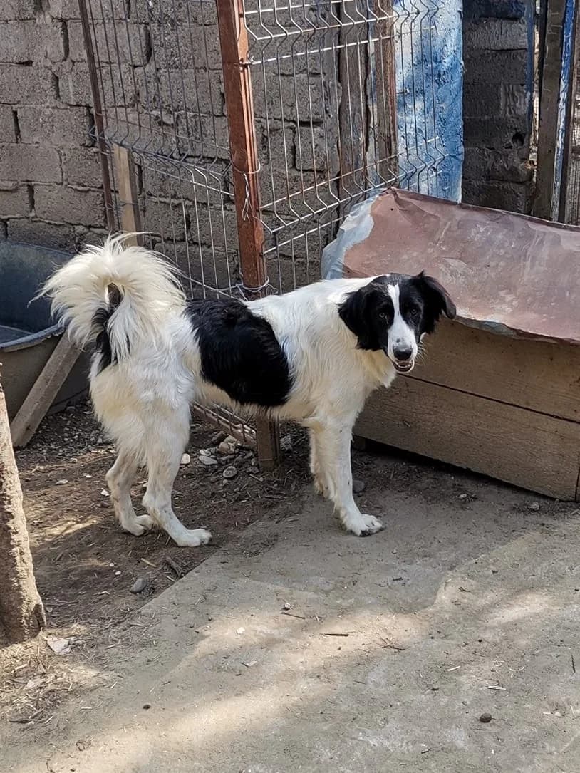 Raya *06/2019, 7yo Mixed Breed for adoption at Strays United e.V.