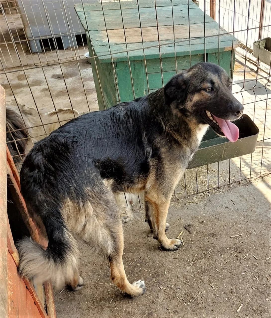 Barney *ca. 09/2021, 5yo Mixed Breed for adoption at Strays United e.V.