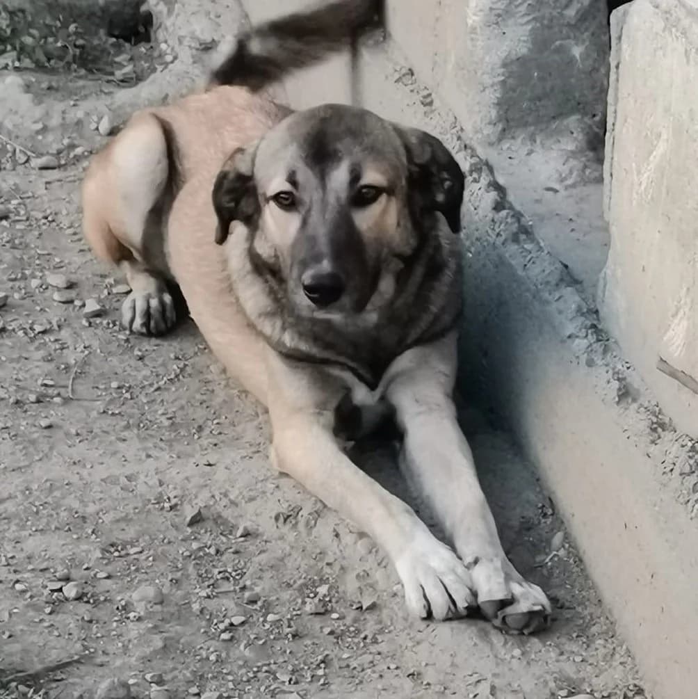 Kyra *ca. 10/2021, 5yo Mixed Breed for adoption at Strays United e.V.