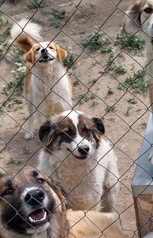Elli *12.2021, 5yo Mixed Breed for adoption at Strays United e.V.