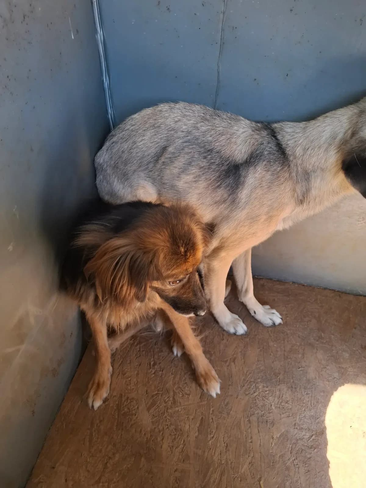 Benny *12/2021, 5yo Mixed Breed for adoption at Strays United e.V.