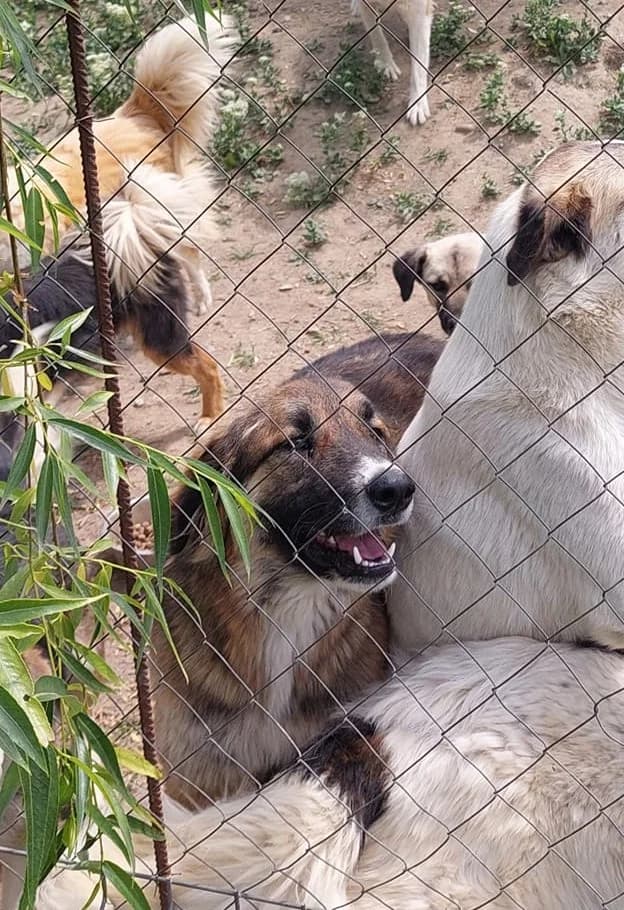 Cooper *12/2021, 5yo Mixed Breed for adoption at Strays United e.V.