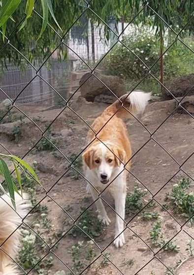 Milky *12/2021, 5yo Mixed Breed for adoption at Strays United e.V.