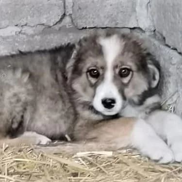 Mats *12/2021, 5yo Mixed Breed for adoption at Strays United e.V.