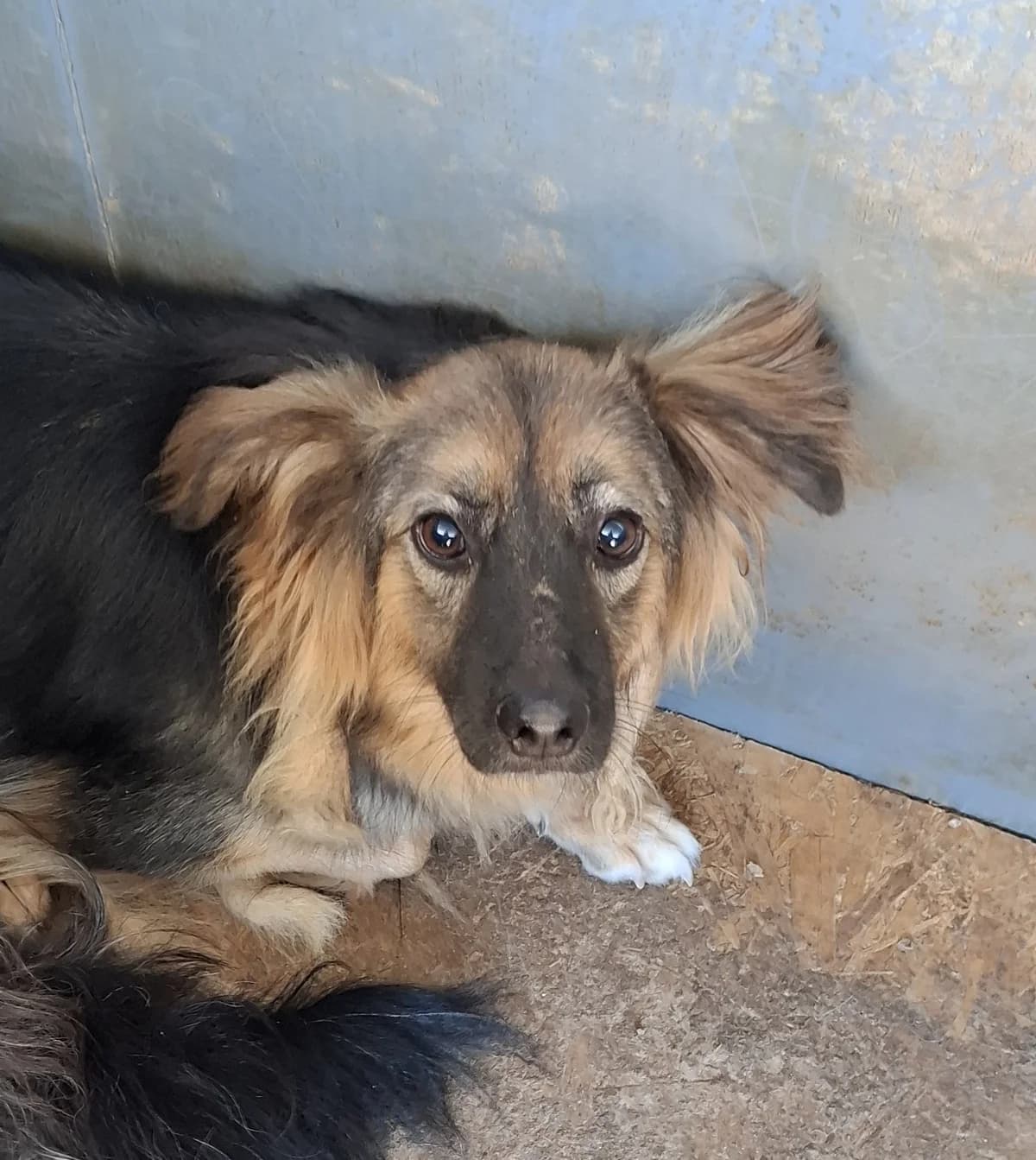 Mäxi *12/2021, 5yo Mixed Breed for adoption at Strays United e.V.