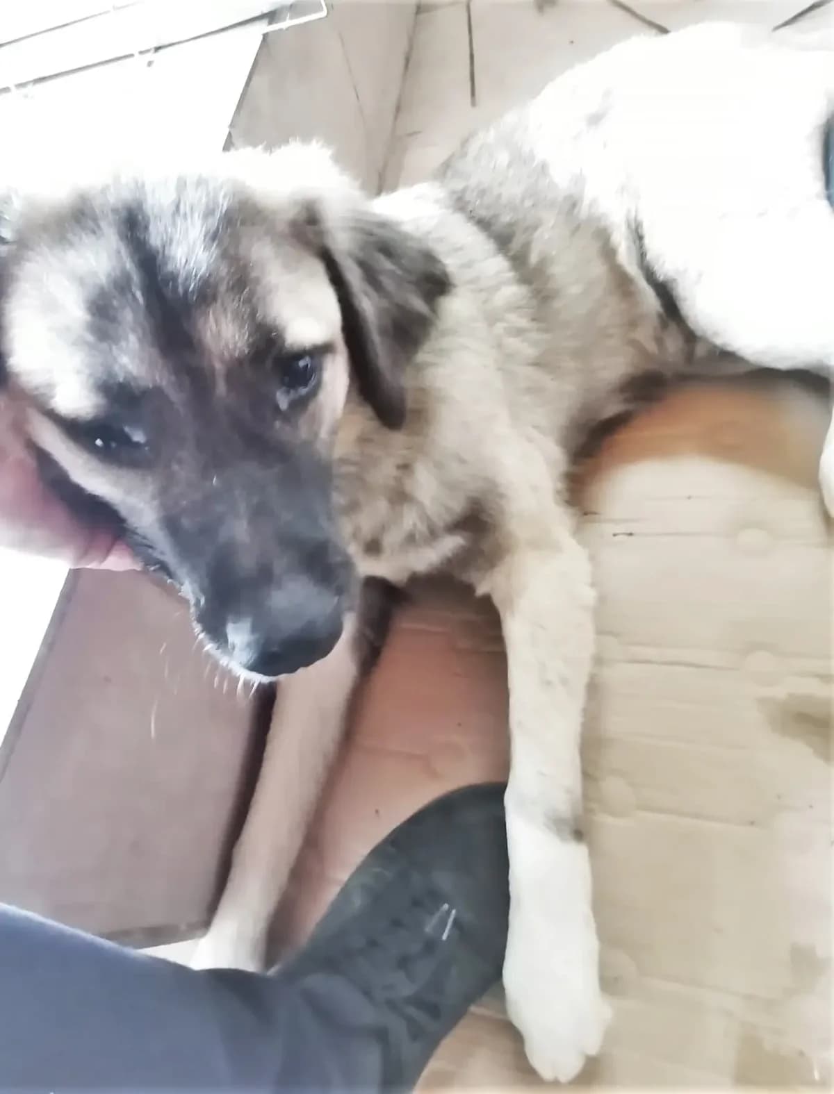 Benno*12/2021, 5yo Mixed Breed for adoption at Strays United e.V.