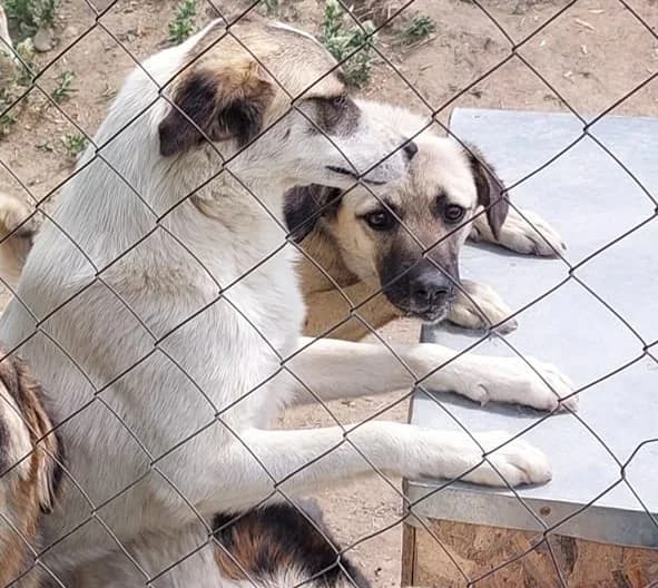 Lucky *12/2021, 5yo Mixed Breed for adoption at Strays United e.V.