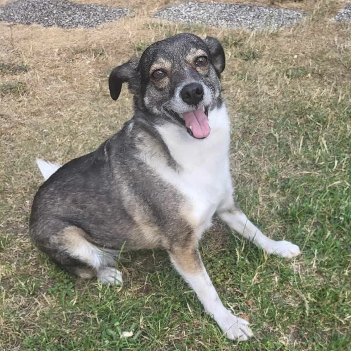 Mia *ca. 2018, senior Mixed Breed for adoption at Strays United e.V.