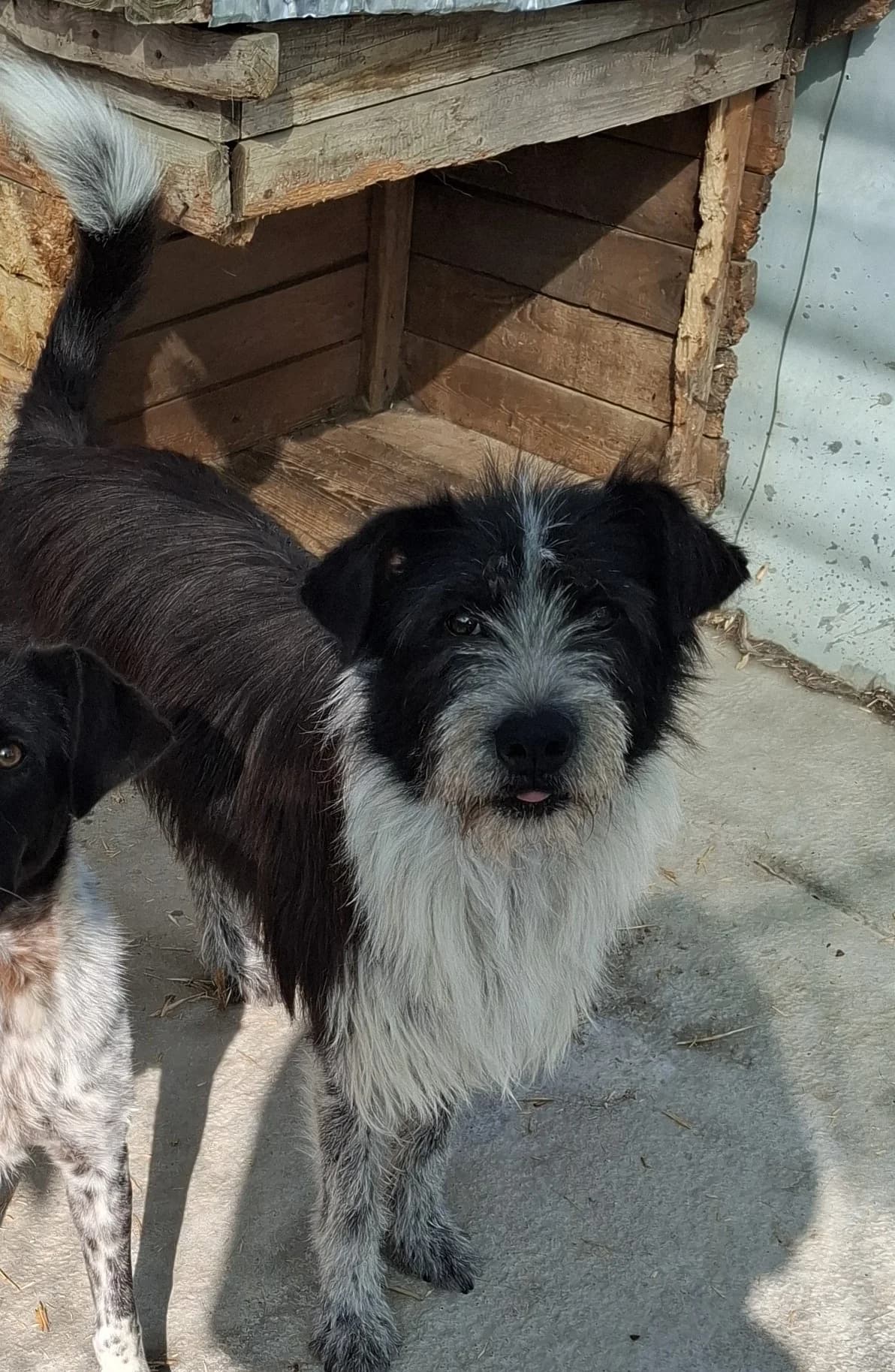 Lenny *03/2022, 4yo Mixed Breed for adoption at Strays United e.V.