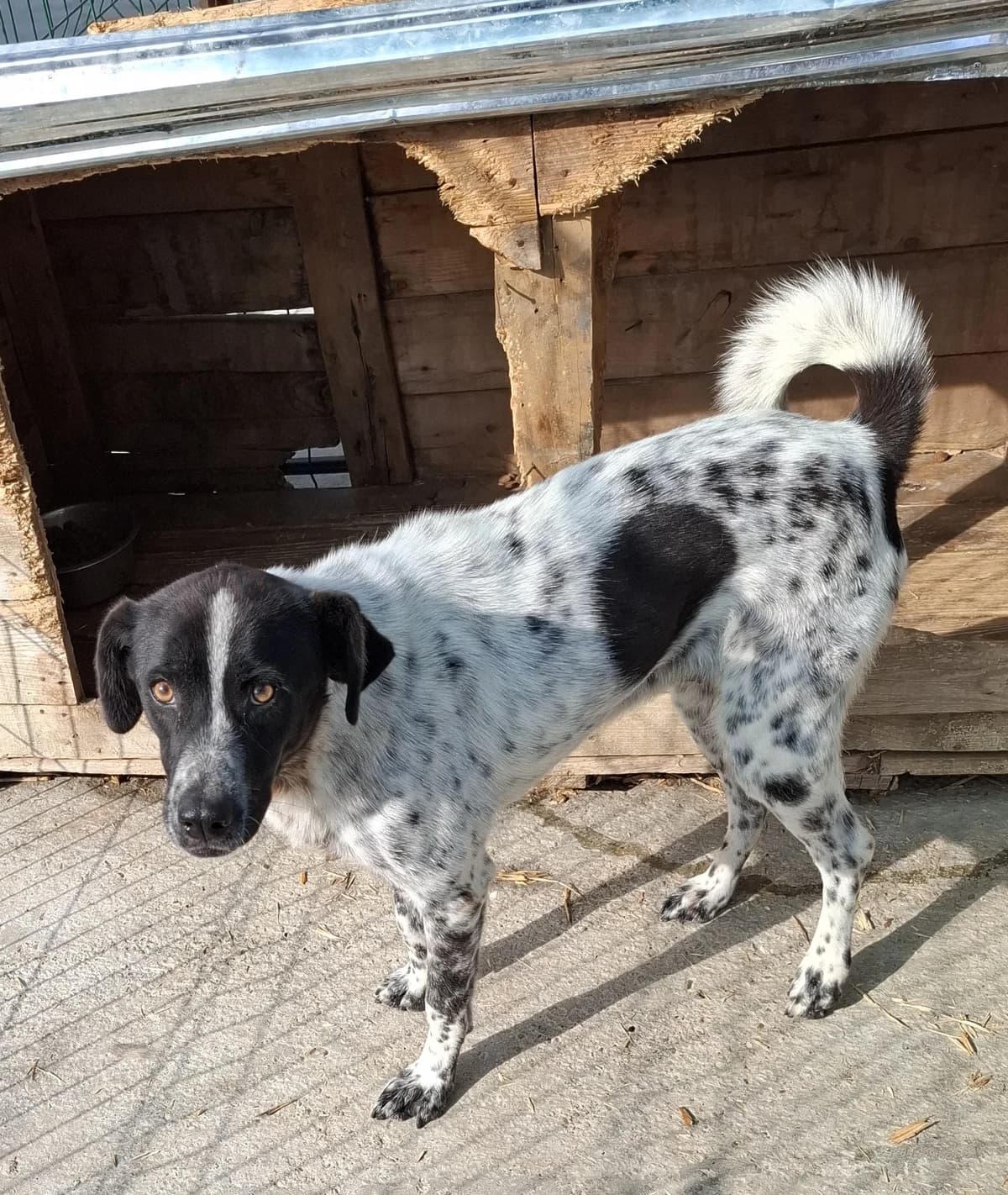 Wendy *03/2022, 4yo Mixed Breed for adoption at Strays United e.V.