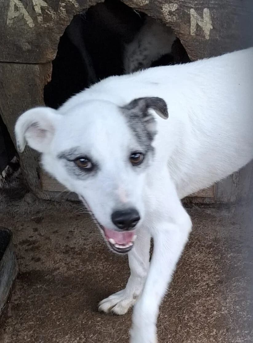 Jarvis *11/2021, 5yo Mixed Breed for adoption at Strays United e.V.