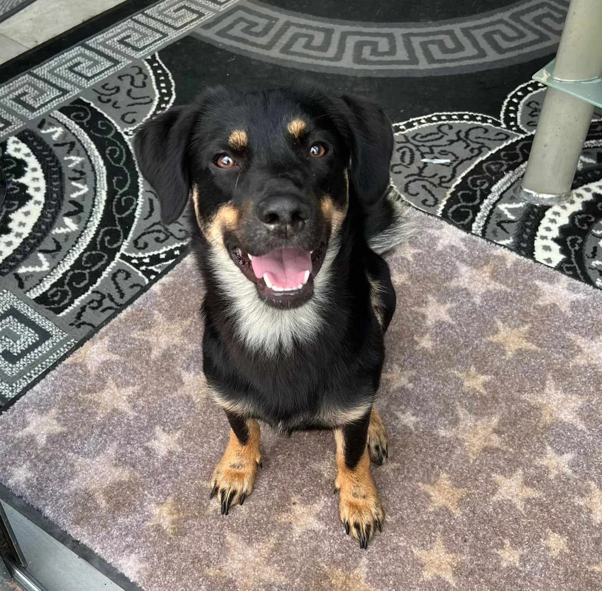 Noroc * ca.06.2022, 4yo Mixed Breed for adoption at Strays United e.V.