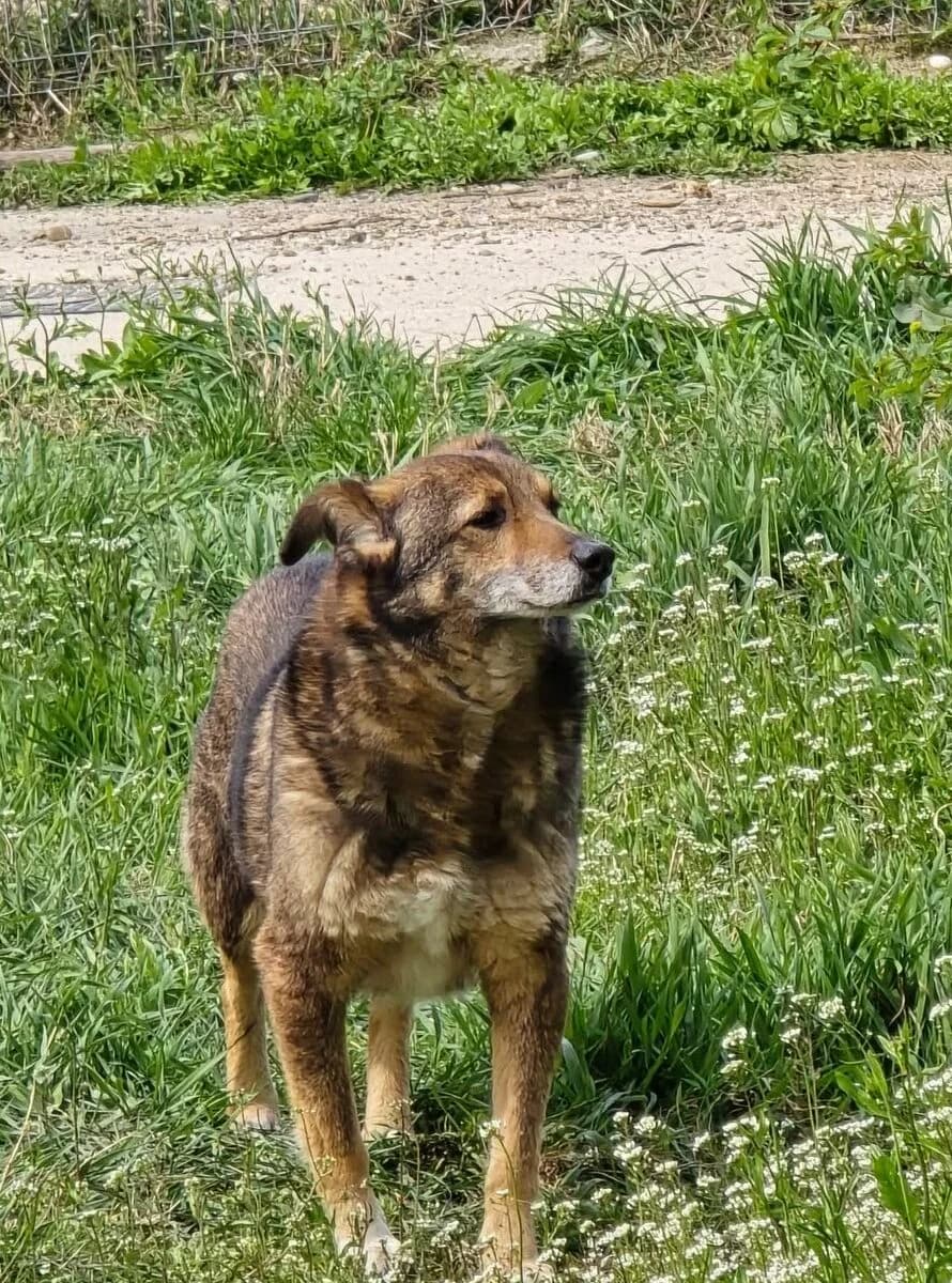 Donny *2012, senior Mixed Breed for adoption at Strays United e.V.