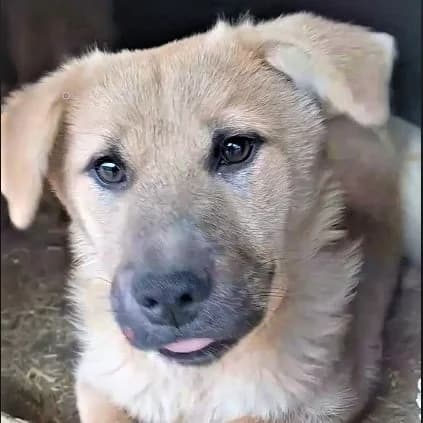 Nele *ca. 10/2022, 4yo Mixed Breed for adoption at Strays United e.V.