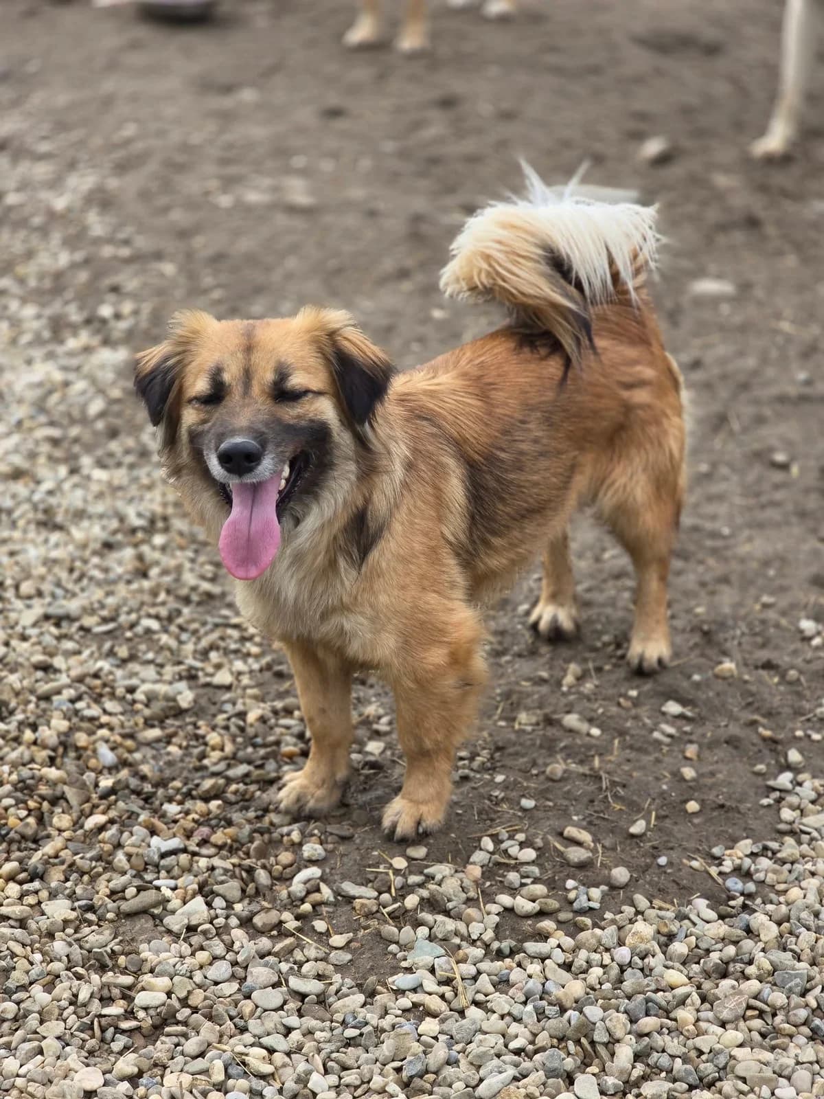 Olivia *ca. 11/2022, 4yo Mixed Breed for adoption at Strays United e.V.