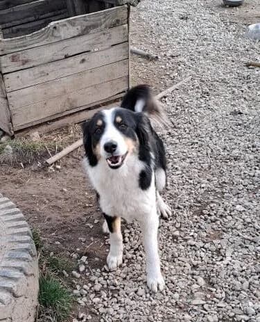 Mady *11/2022, 4yo Mixed Breed for adoption at Strays United e.V.