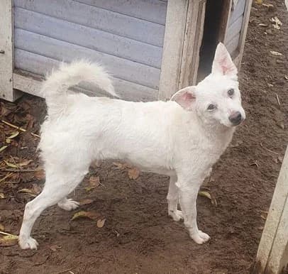 Milka ist eine junge, female Mixed Breed for adoption at Streetdogs Europe e.V.