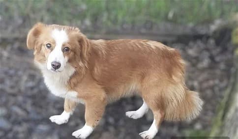 Suzy, female Mixed Breed for adoption at Streetdogs Europe e.V.