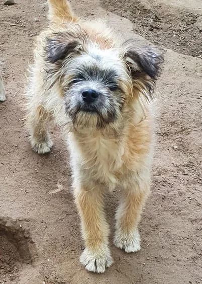 Leo, male Mixed Breed for adoption at Streetdogs Europe e.V.
