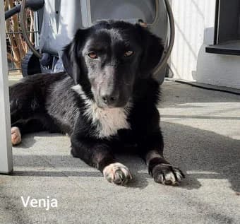Venja, female Mixed Breed for adoption at Streetdogs Europe e.V.