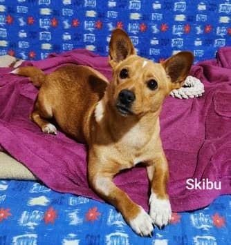 Skibu, male Mixed Breed for adoption at Streetdogs Europe e.V.
