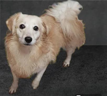 Jamie, male Mixed Breed for adoption at Streetdogs Europe e.V.