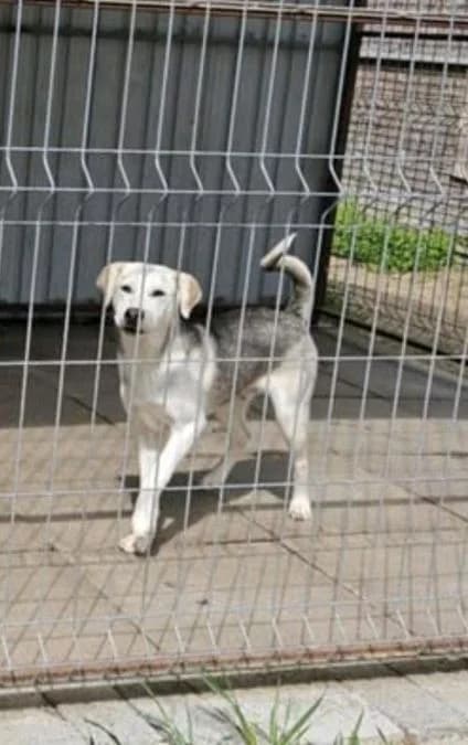 Finch (hell, Mixed Breed for adoption at Streetdogs Europe e.V.