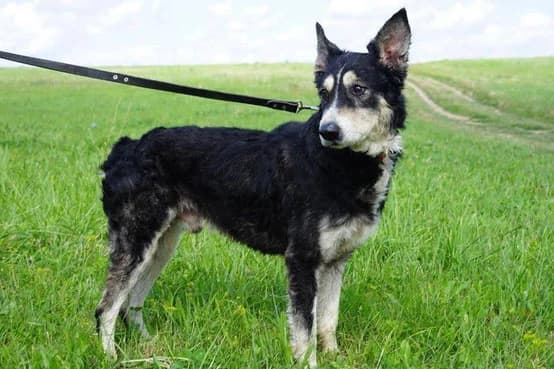 Füsti, male Mixed Breed for adoption at Streetdogs Europe e.V.