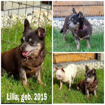 Deutschland Mittelhessen Buseck, female Mixed Breed for adoption at Streetdogs Europe e.V.