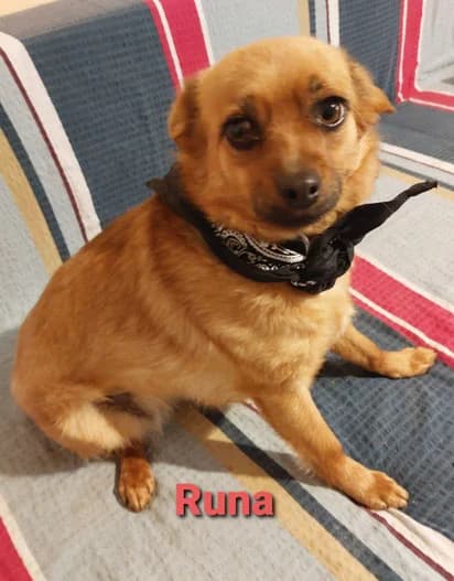 Runa, female Mixed Breed for adoption at Streetdogs Europe e.V.