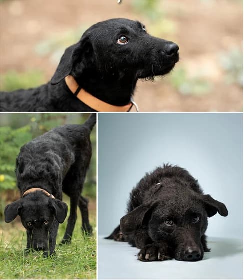 Kisfekete, male Mixed Breed for adoption at Streetdogs Europe e.V.