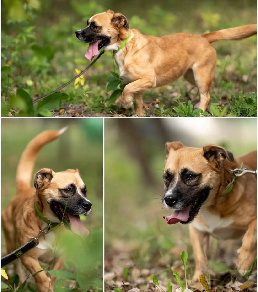 Mici, female Mixed Breed for adoption at Streetdogs Europe e.V.