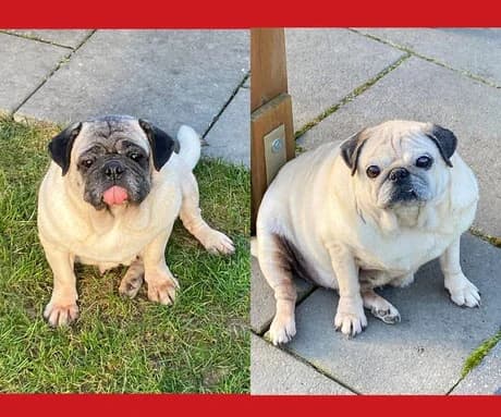 VIKI und MARGO, 7yo Mixed Breed for adoption at Streetdogs Europe e.V.