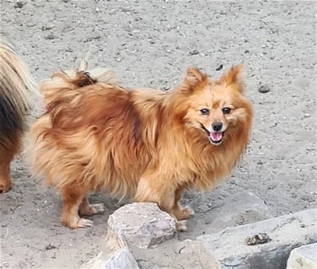 Pamela, female Mixed Breed for adoption at Streetdogs Europe e.V.