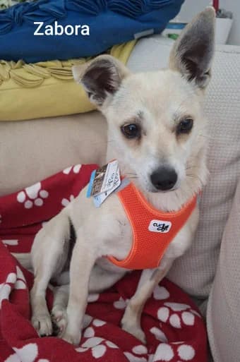 Zabora, female Mixed Breed for adoption at Streetdogs Europe e.V.