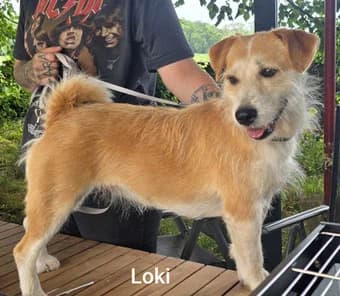 Loki, female Mixed Breed for adoption at Streetdogs Europe e.V.