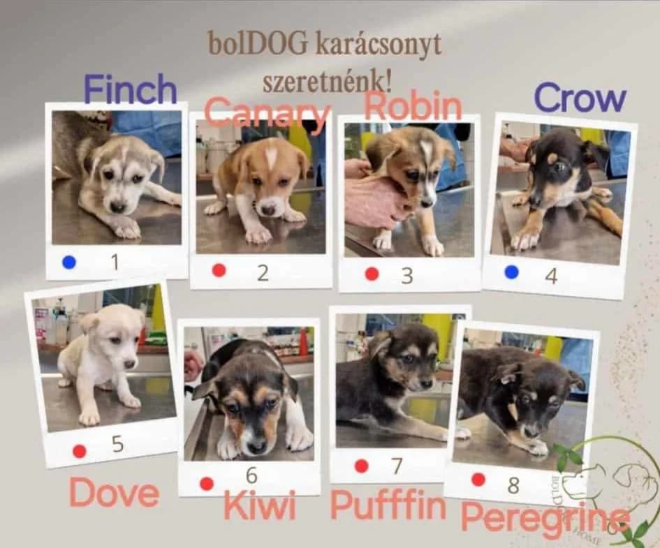 Dove, Mixed Breed for adoption at Streetdogs Europe e.V.