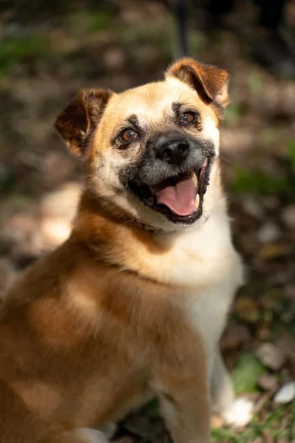 Vuki, male Mixed Breed for adoption at Streetdogs Europe e.V.