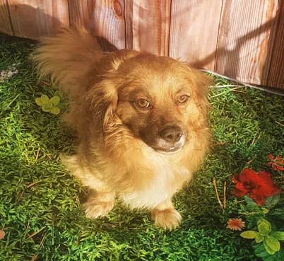 Lucky, male Mixed Breed for adoption at Streetdogs Europe e.V.