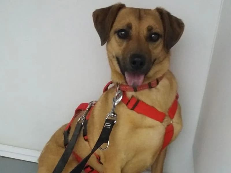 Freya, female senior Mixed Breed for adoption at Streetdogs Madeira e.V., Illingen