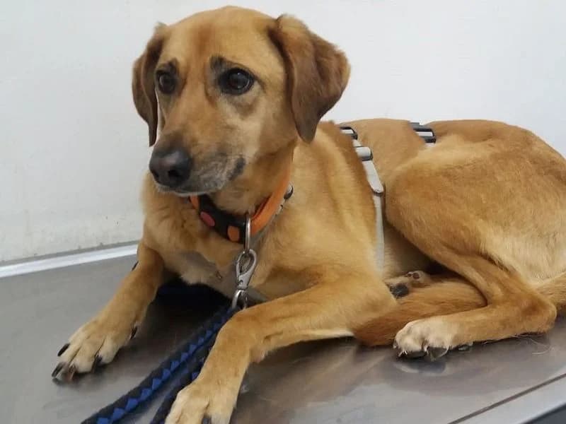 Kalla, female senior Mixed Breed for adoption at Streetdogs Madeira e.V., Illingen