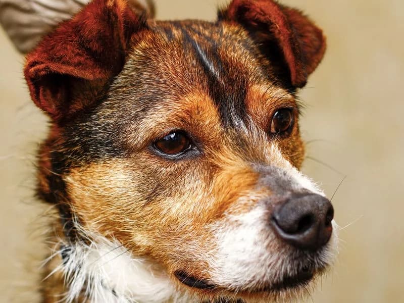 Marley, male senior Mixed Breed for adoption at Streetdogs Madeira e.V., Illingen