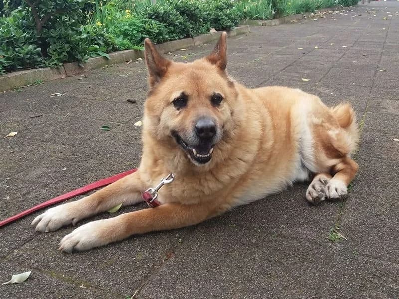Max II, male senior Mixed Breed for adoption at Streetdogs Madeira e.V., Illingen