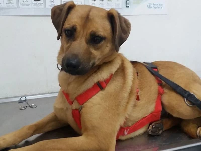 Milka, female senior Mixed Breed for adoption at Streetdogs Madeira e.V., Illingen