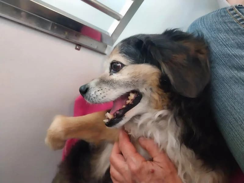 Piloto, male senior Mixed Breed for adoption at Streetdogs Madeira e.V., Illingen
