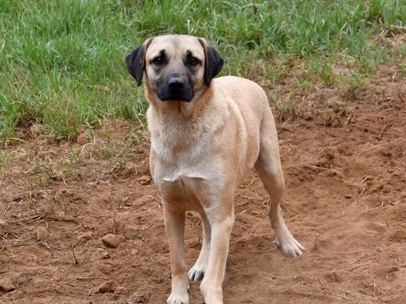 Rasputin, male senior Mixed Breed for adoption at Streetdogs Madeira e.V., Illingen