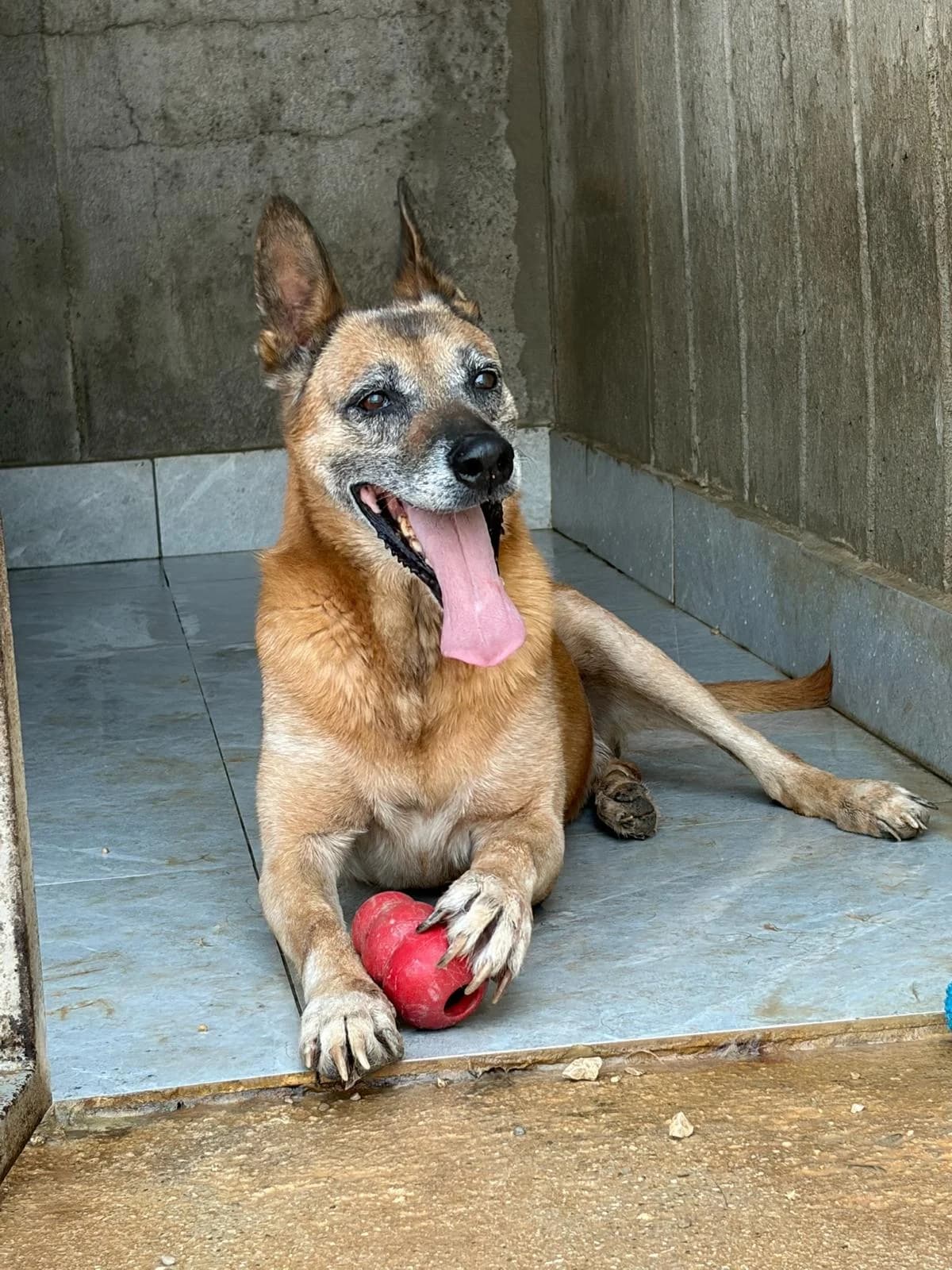 Baks, male puppy Belgian Malinois for adoption at Streunerglück e.V., München