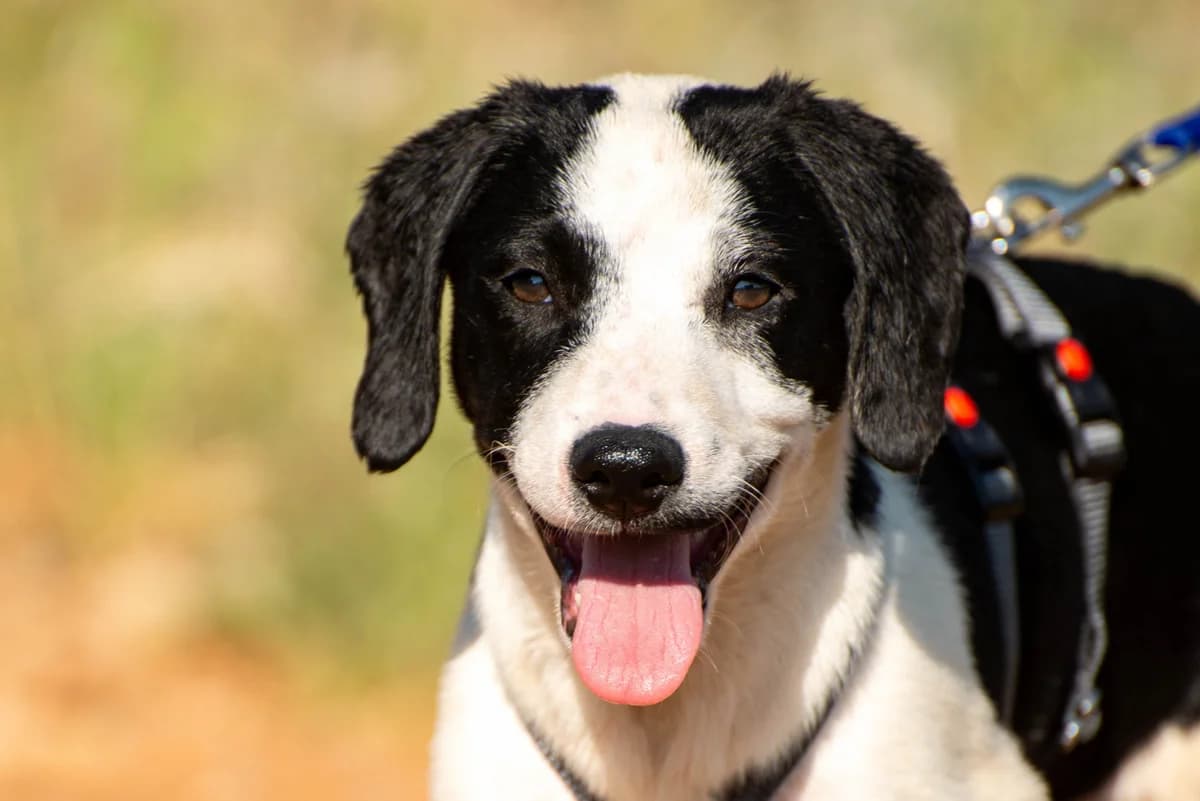 Balinsky, male puppy Mixed Breed for adoption at Streunerglück e.V., München