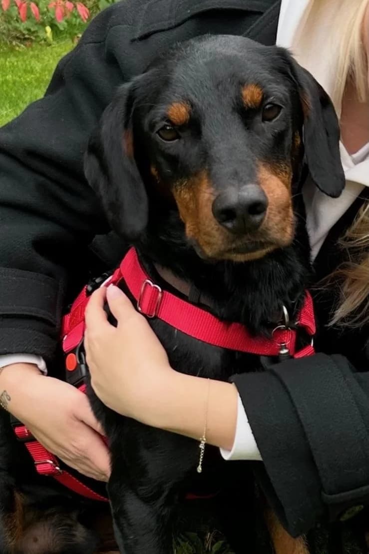 Beaufort, male Mixed Breed for adoption at Streunerglück e.V., München