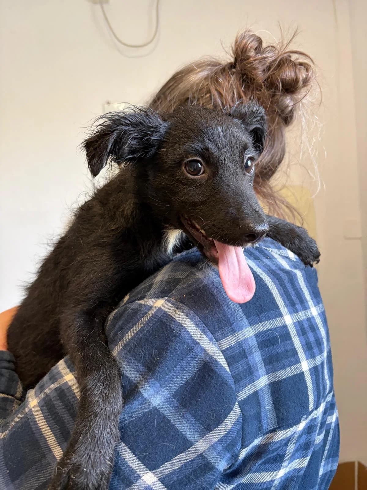 Bonnie, female puppy Mixed Breed for adoption at Streunerglück e.V., München